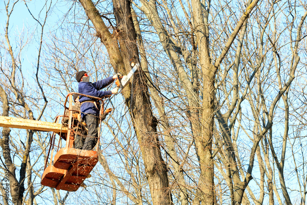 Man Trimming Tree